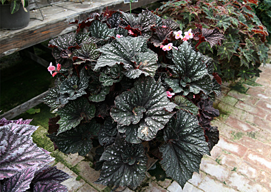 B. ‘Helen Blais’